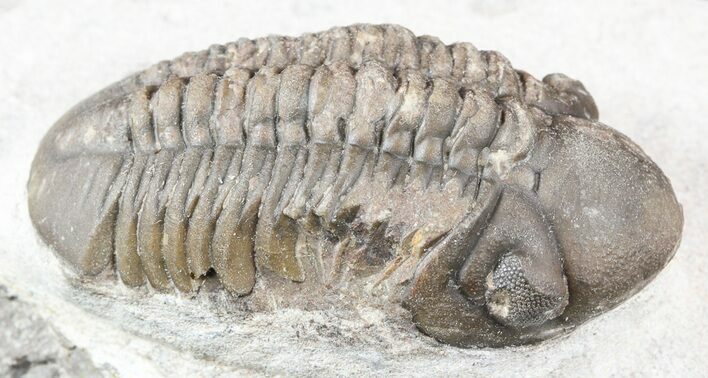 Bargain Reedops Trilobite - Morocco #55470
